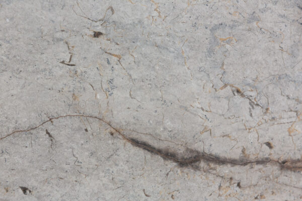 Silver roots (250222)