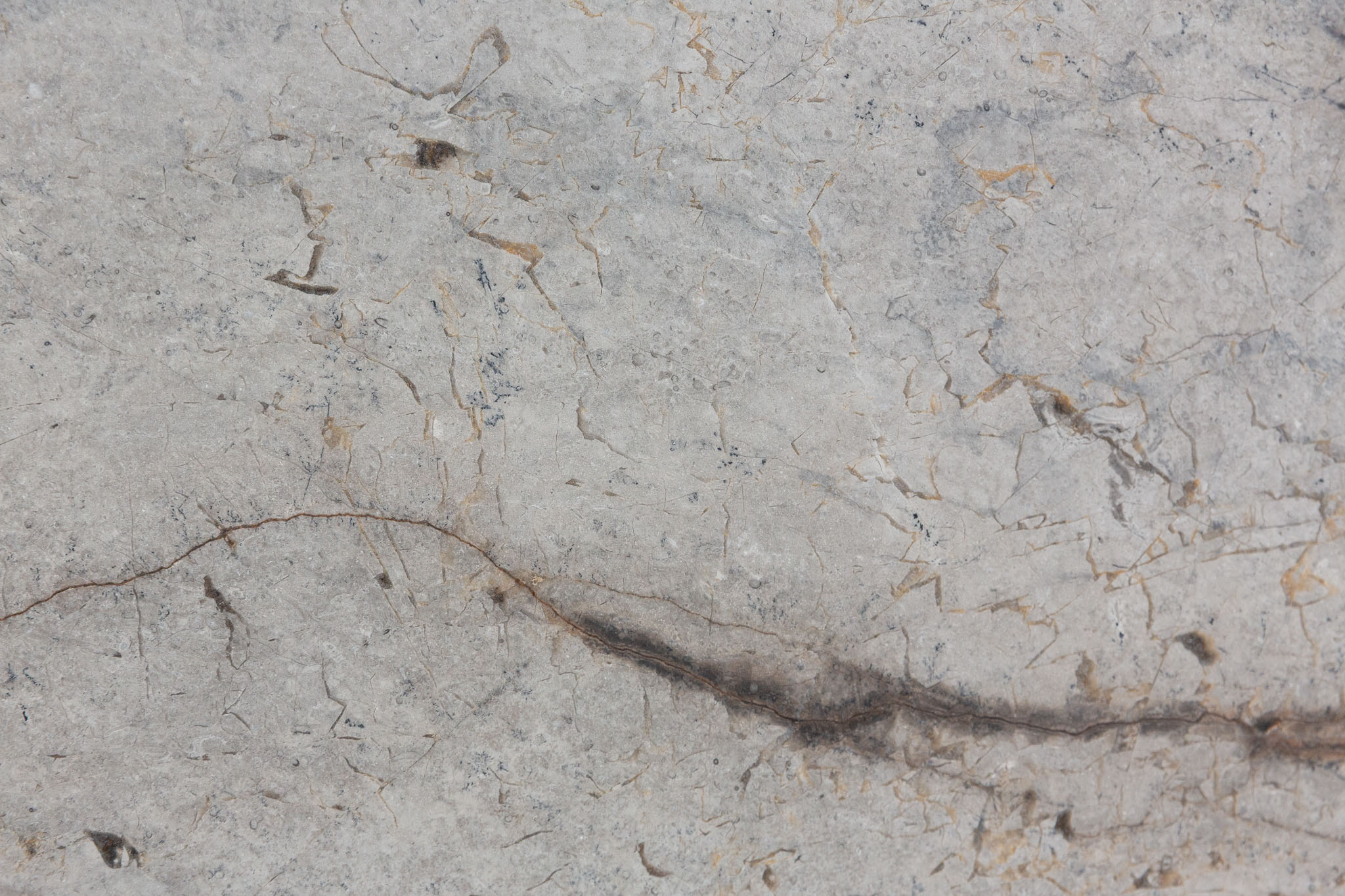 Silver roots (250222)