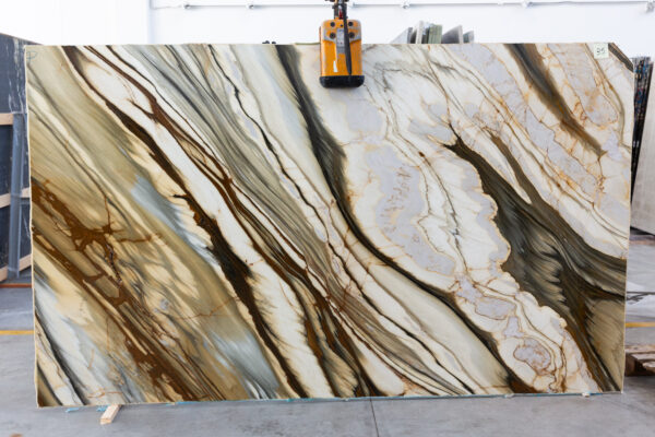 Oyster Apuano (250309) - Image 6