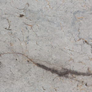 Silver roots (250222)