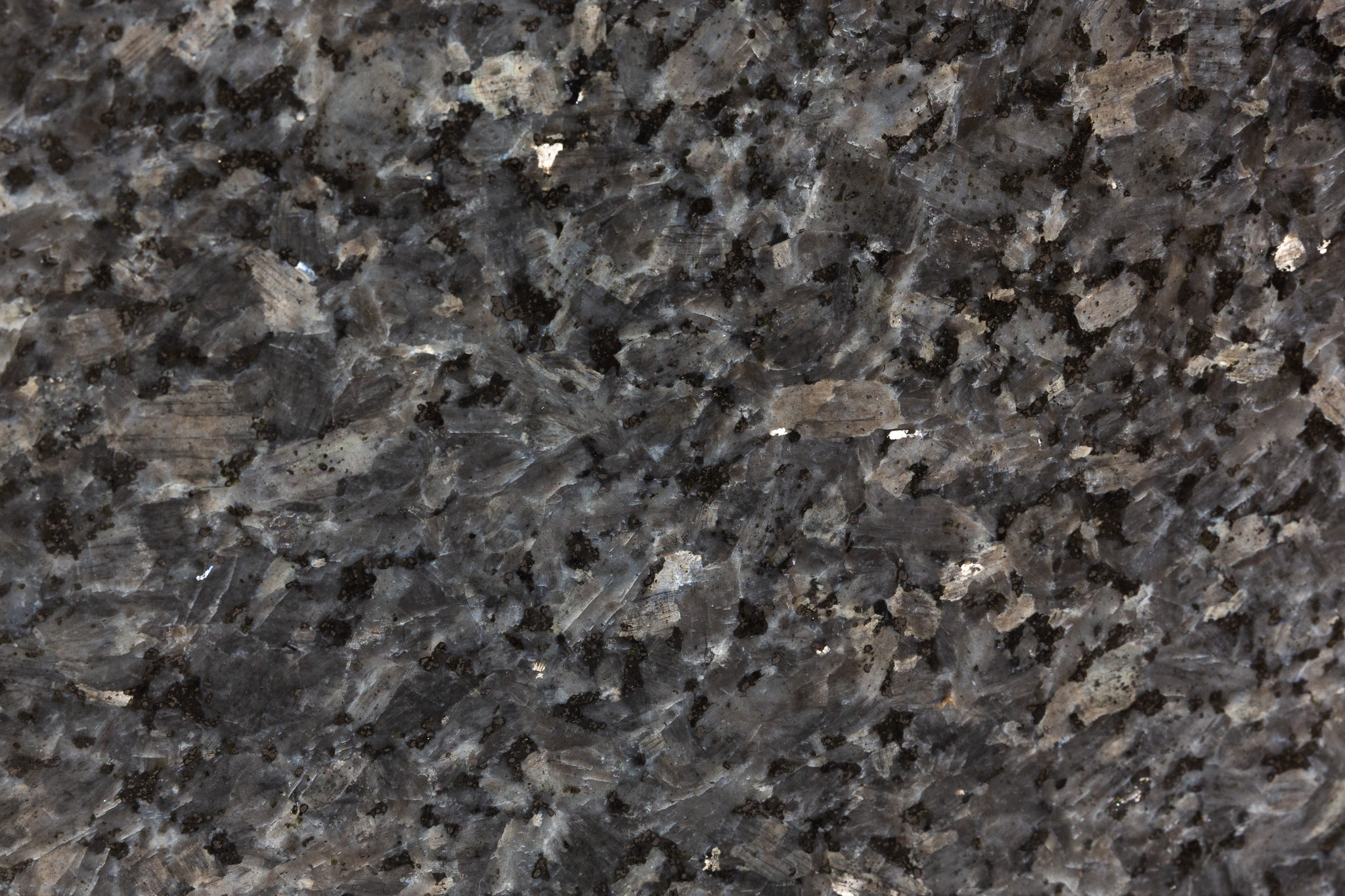 Labrador Blue Pearl (220524)