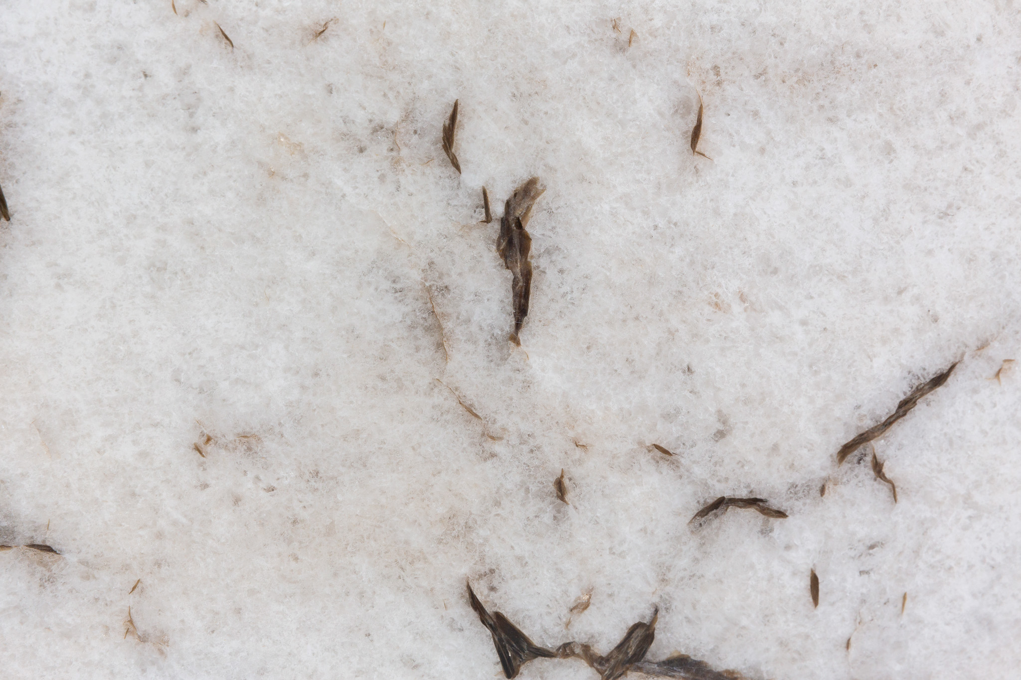 Cristallo Illuminatus (221016)