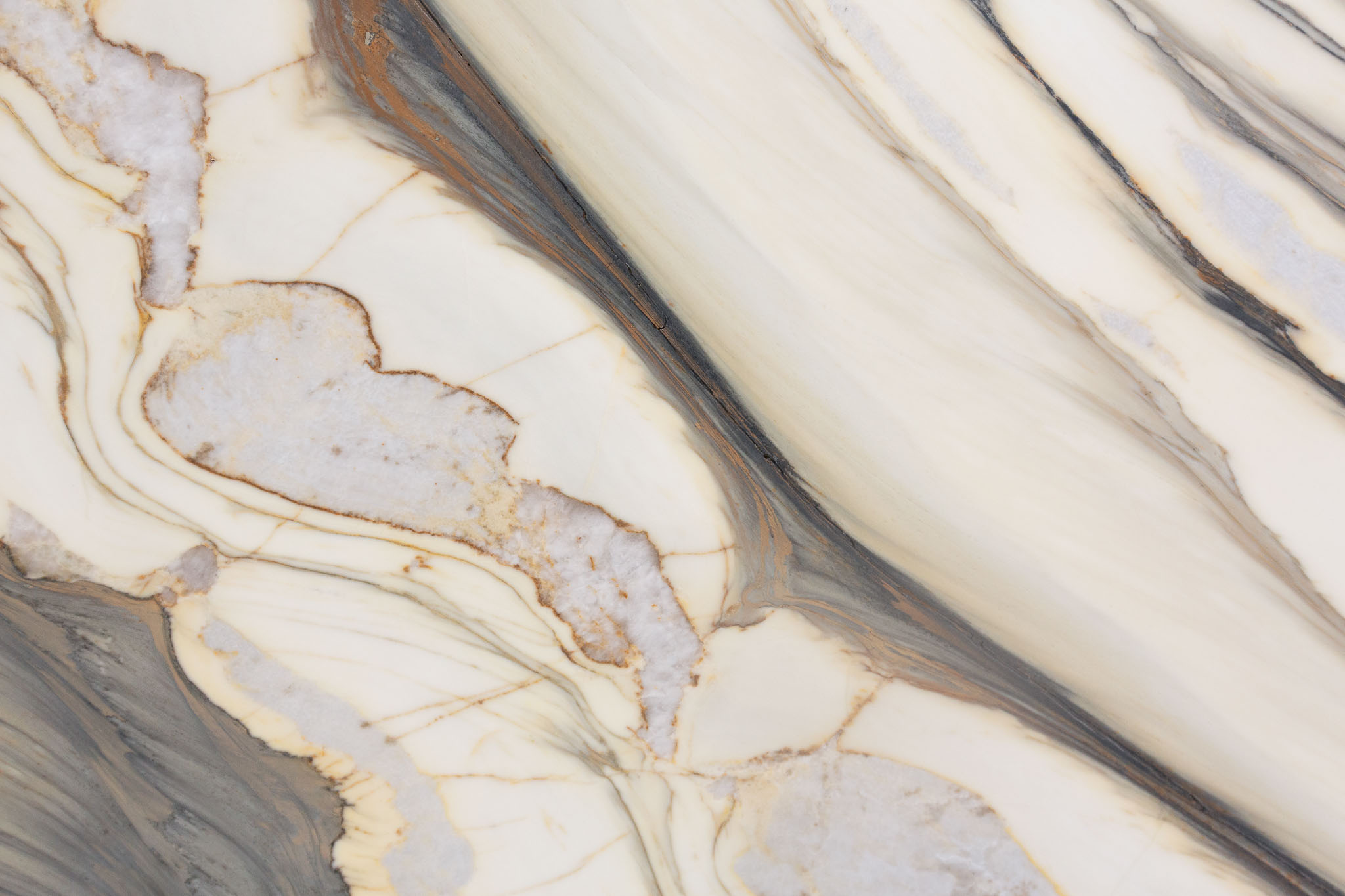 Oyster Apuano (250309)