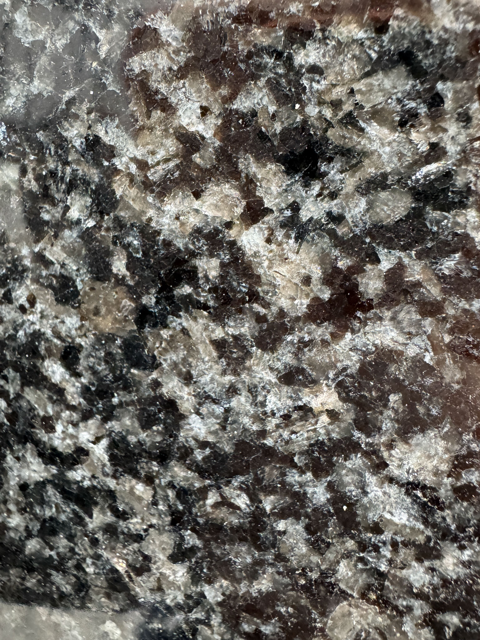 Nero Africa Impala (251026)