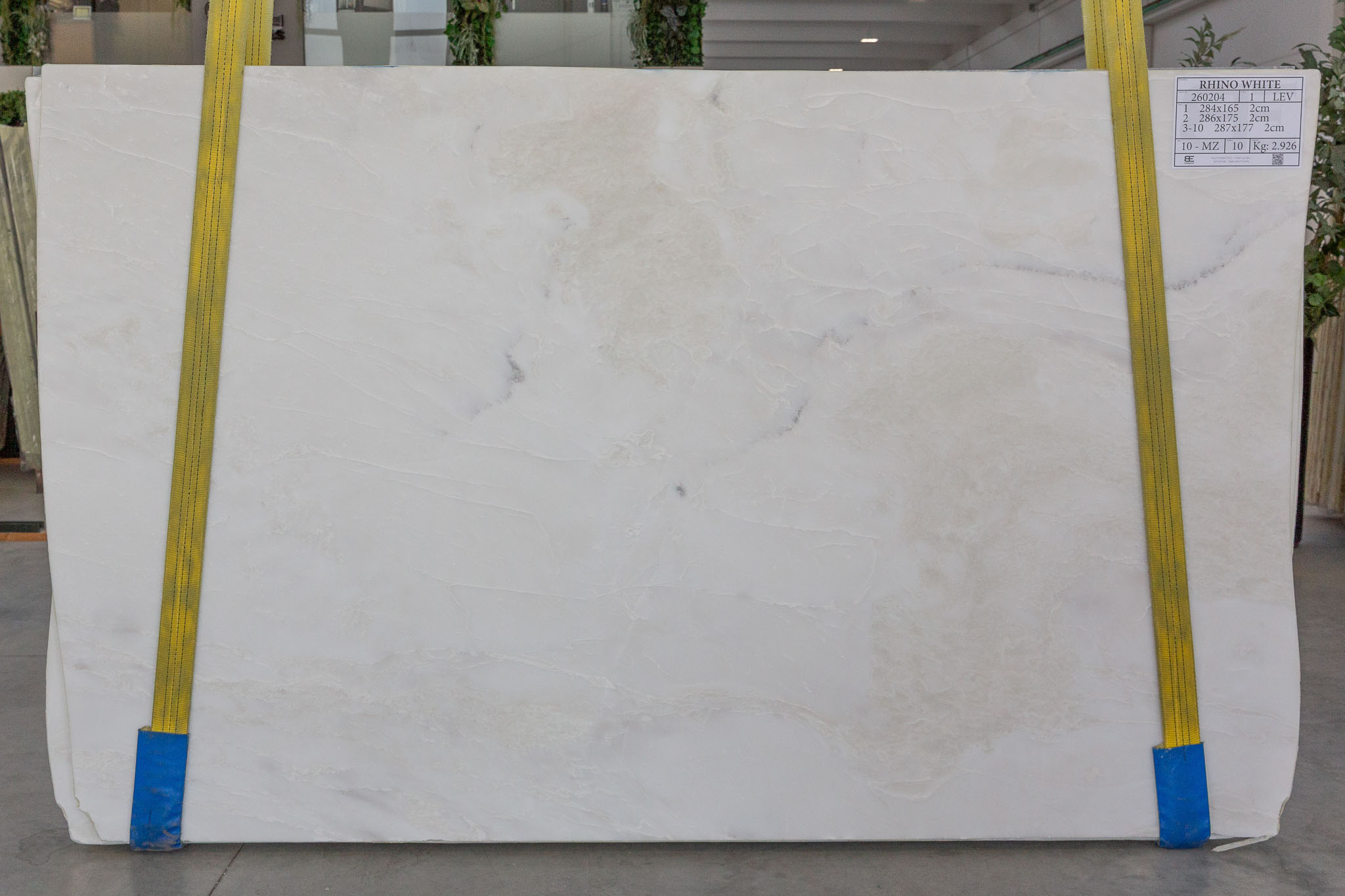 Rhino White (260204)