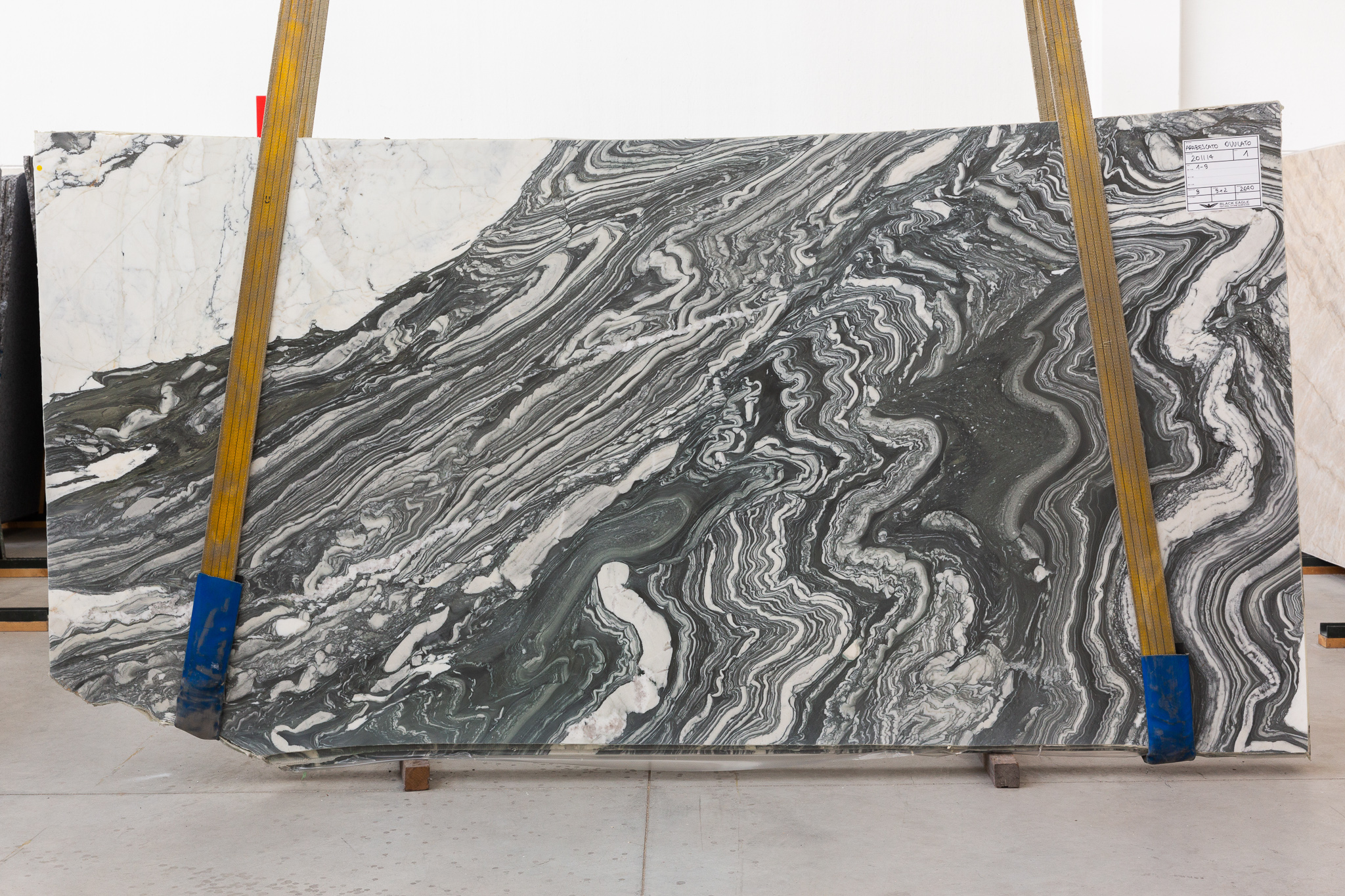 Arabescato Ovulato (201114)