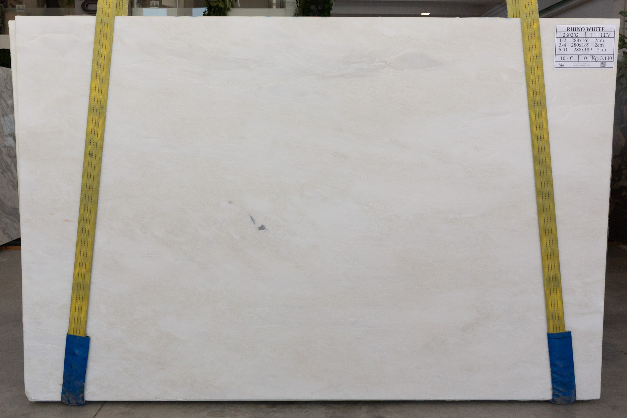 Rhino White (260202)