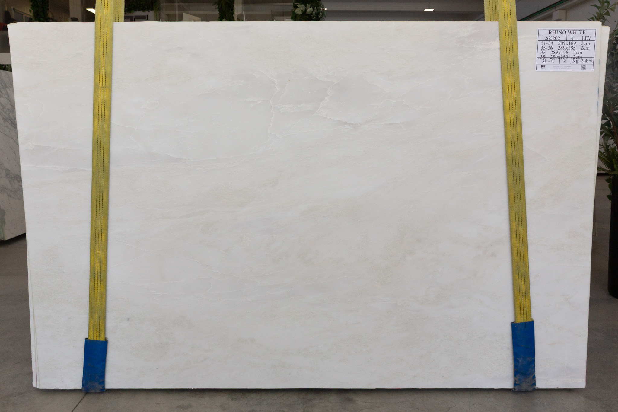 Rhino White (260202)
