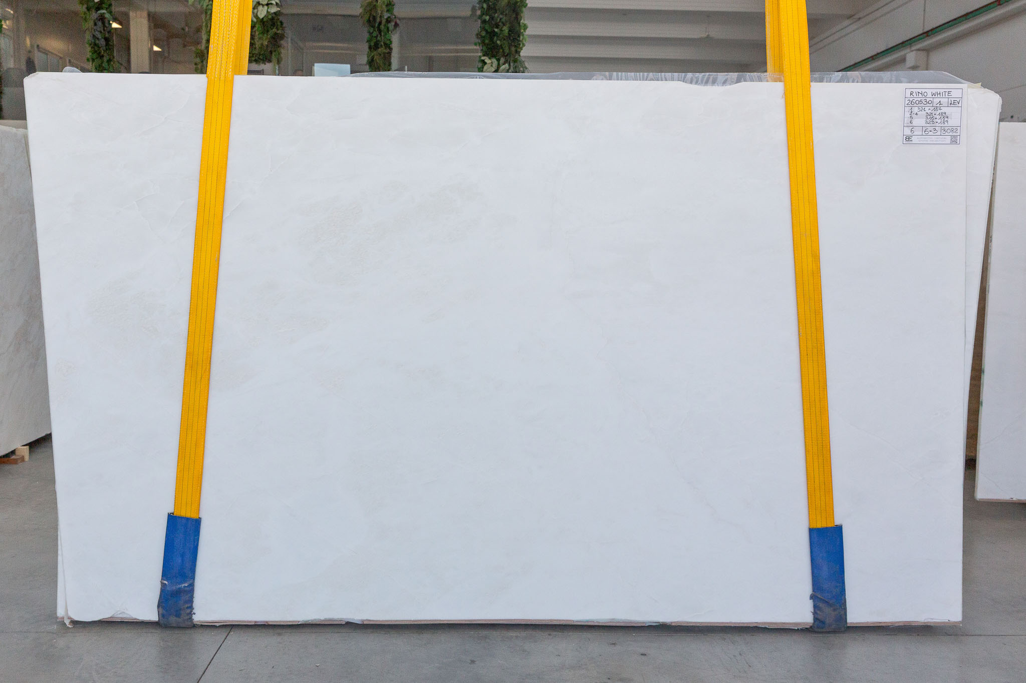 Rino White (260530)