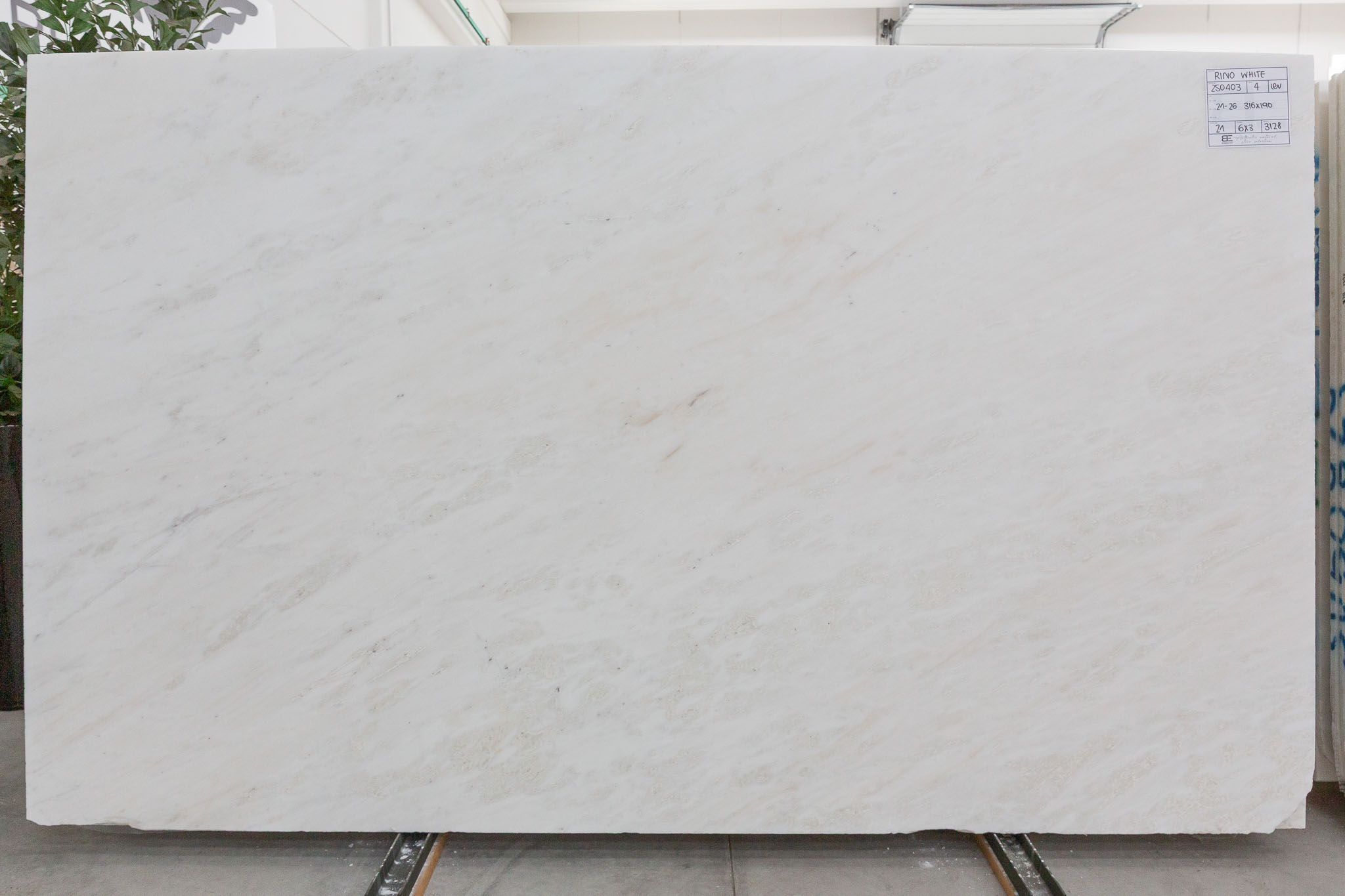 Rino White (250403)